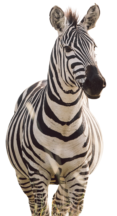 zebra-contact-image
