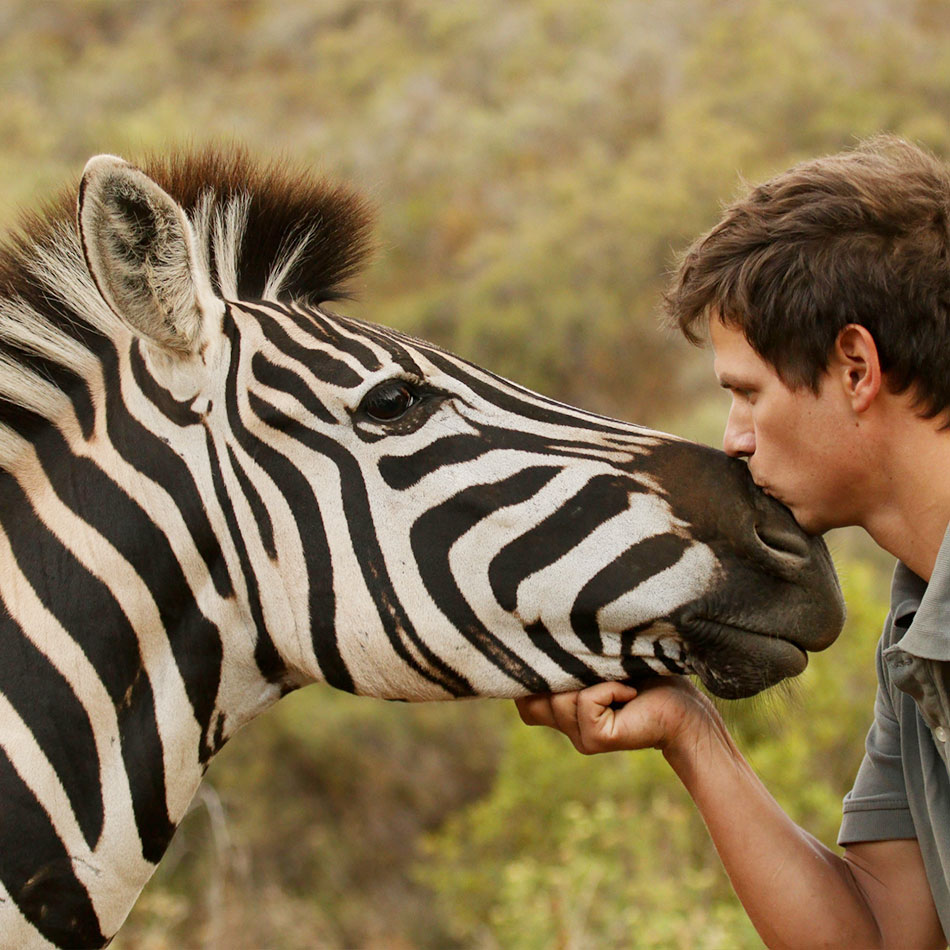 columbia-zebra-cornellskop-animal-encounters