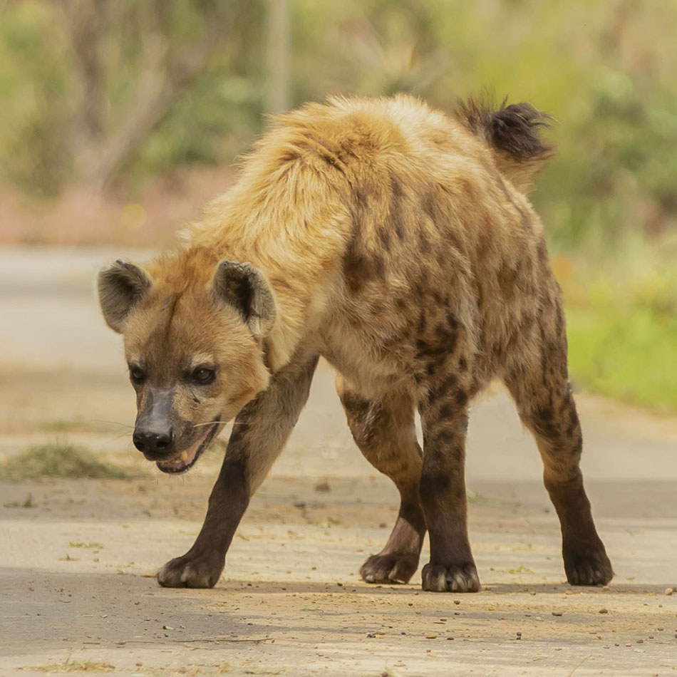 lola-hyena-cornellskop-animal-encounters