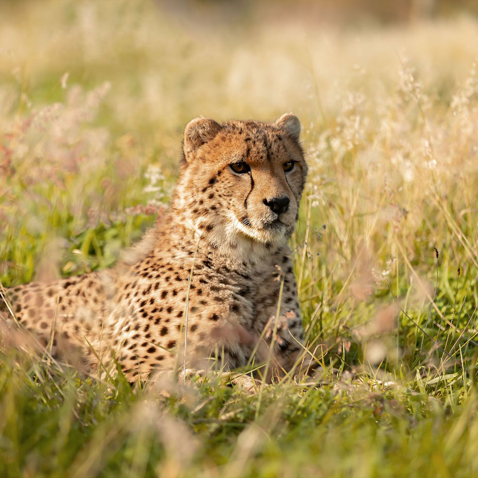 max-cheetah-cornellskop-animal-encounters