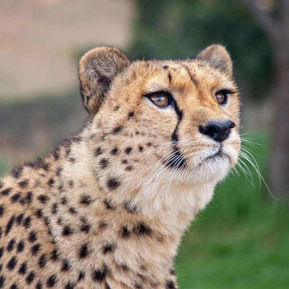 millian-cheetah-cornellskop-animal-encounters