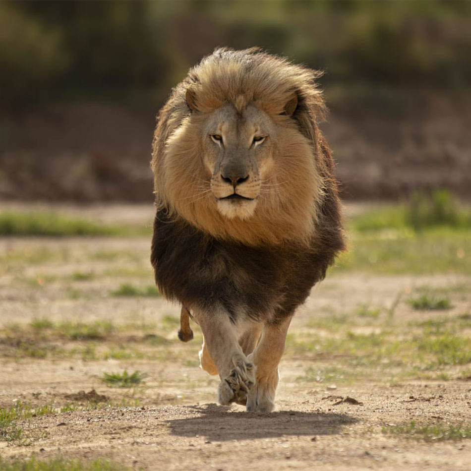 mojo-lion-cornellskop-animal-encounters