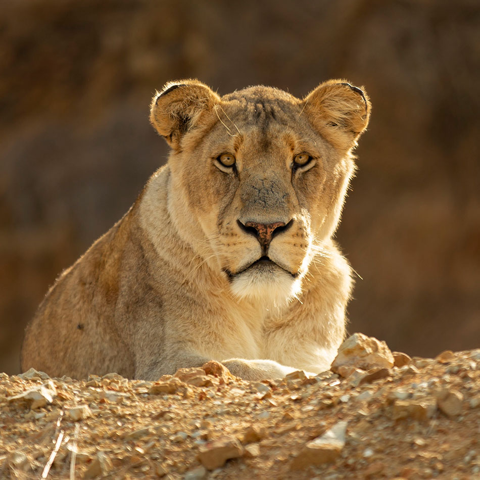 mrs-big-lion-cornellskop-animal-encounters