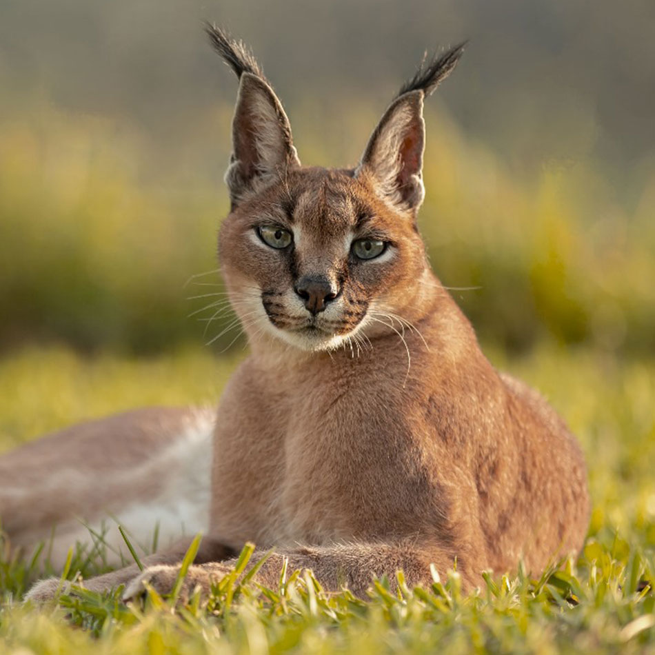 phoenix-caracal-cornellskop-animal-encounters
