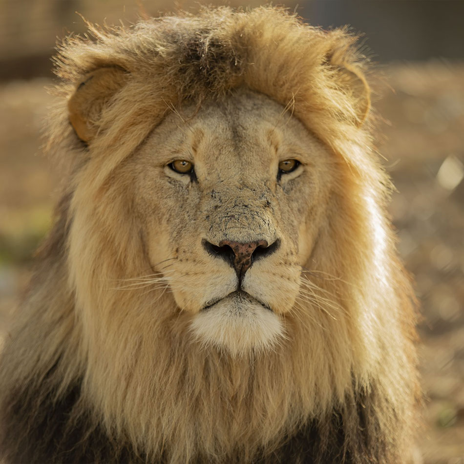 stompie-lion-cornellskop-animal-encounters