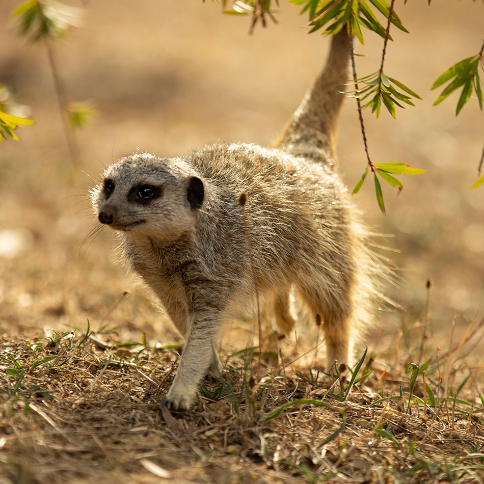 tokkie-meerkat-cornellskop-animal-encounters
