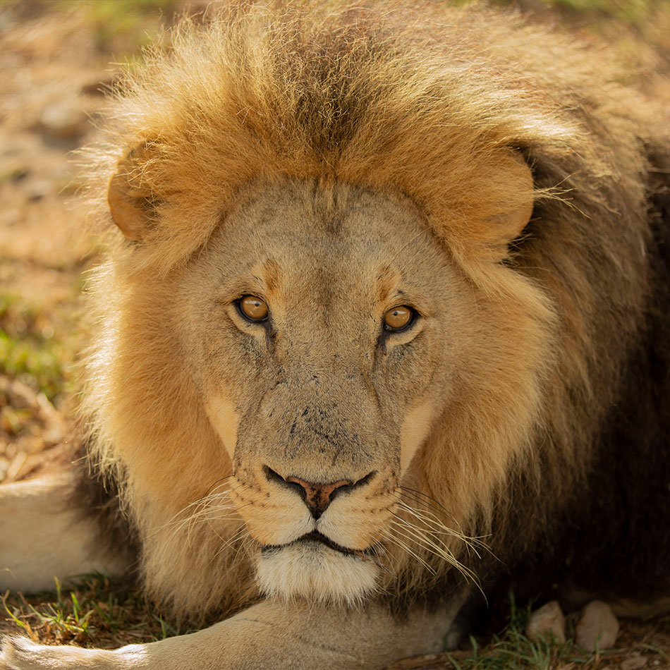 tummy-lion-cornellskop-animal-encounters