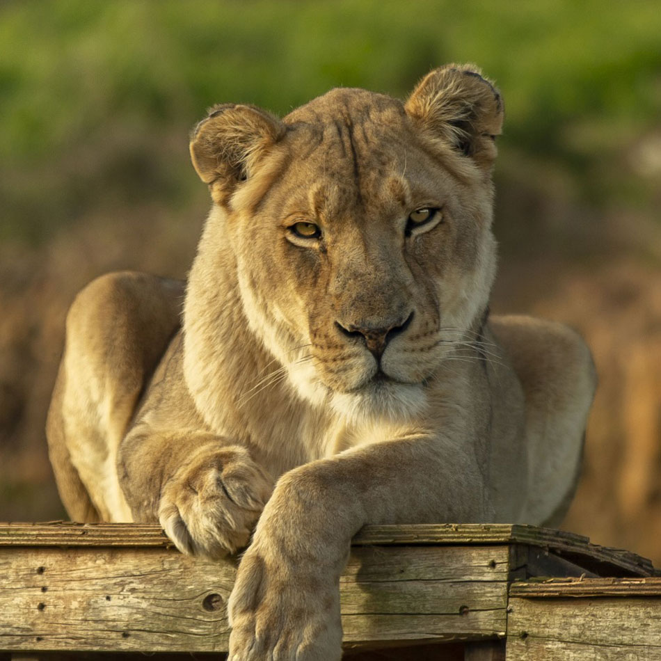 whiskers-lion-cornellskop-animal-encounters